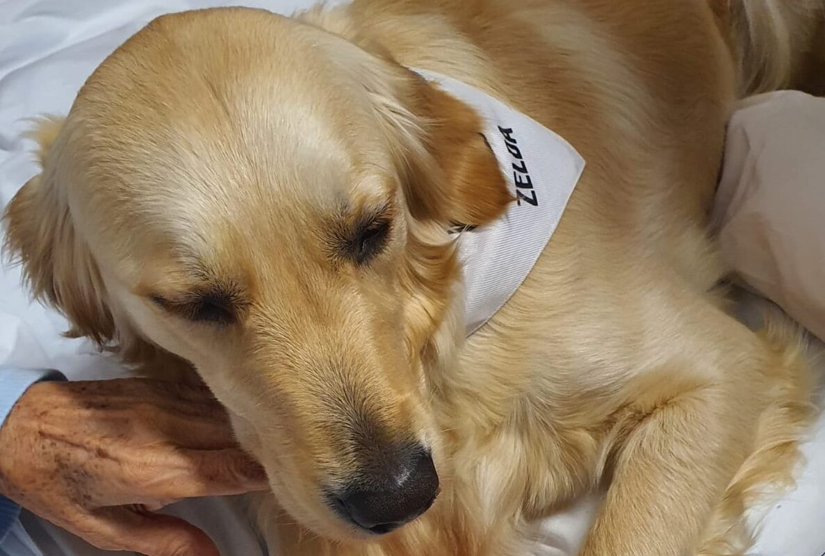 Pet Therapy – Quattro zampe per un sorriso